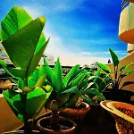 Puerto Banus Stor Lyxig Duplex Med Garageplats Apartamento *