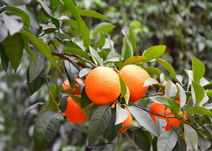 Apartment Puerto Banus Stor Lyxig Duplex Med Garageplats