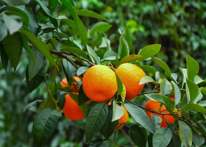 Puerto Banus Stor Lyxig Duplex Med Garageplats *